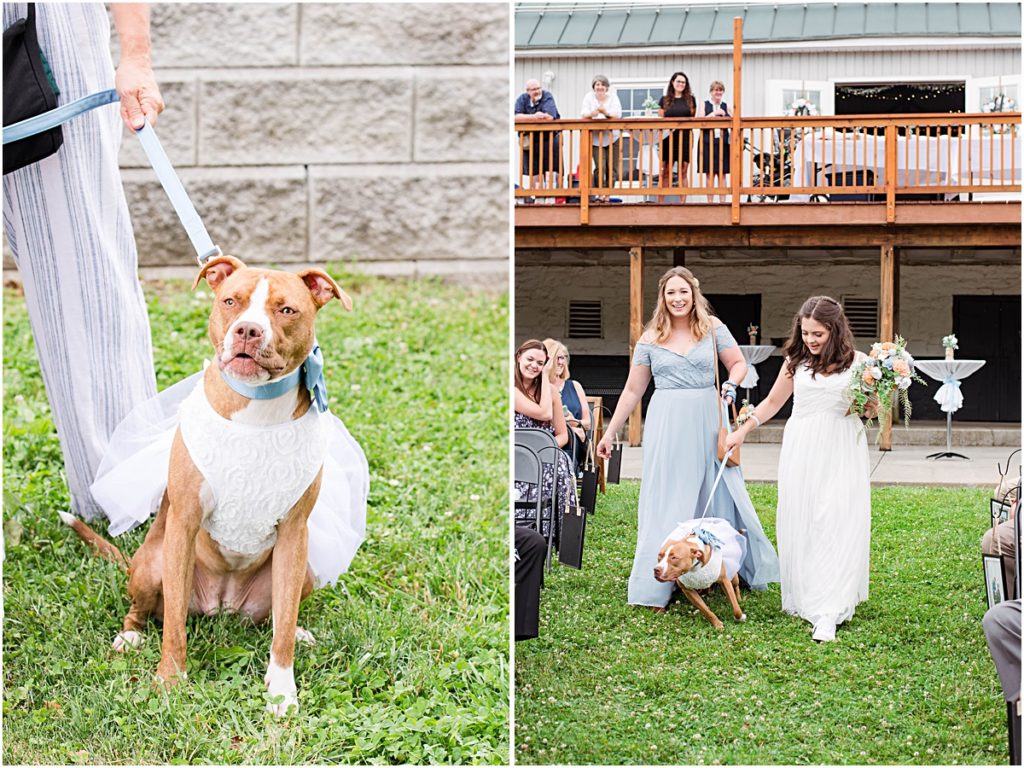 Collage of the bride and groom's dog in a white tutu and the flower girl walking the flower dog down the aisle.