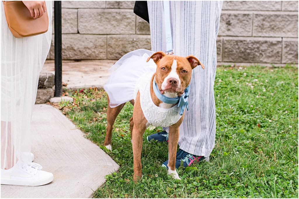 A detail photo of the bride and groom's dog dressed in a white wedding tutu.
